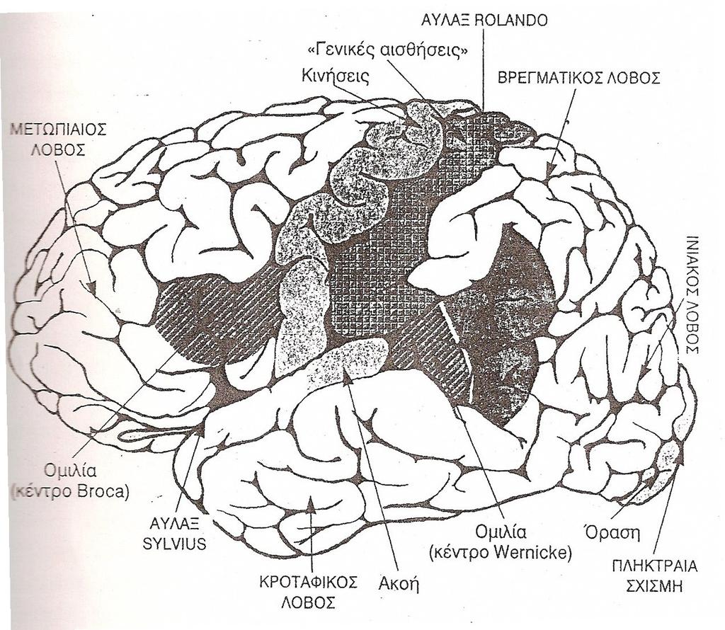 αποκαλούνται νωτιαία (spinal) όταν εκφύονται από το νωτιαίο μυελό, και κρανιακά ή εγκεφαλικά (cerebral) όταν εκφύονται από τον εγκέφαλο.