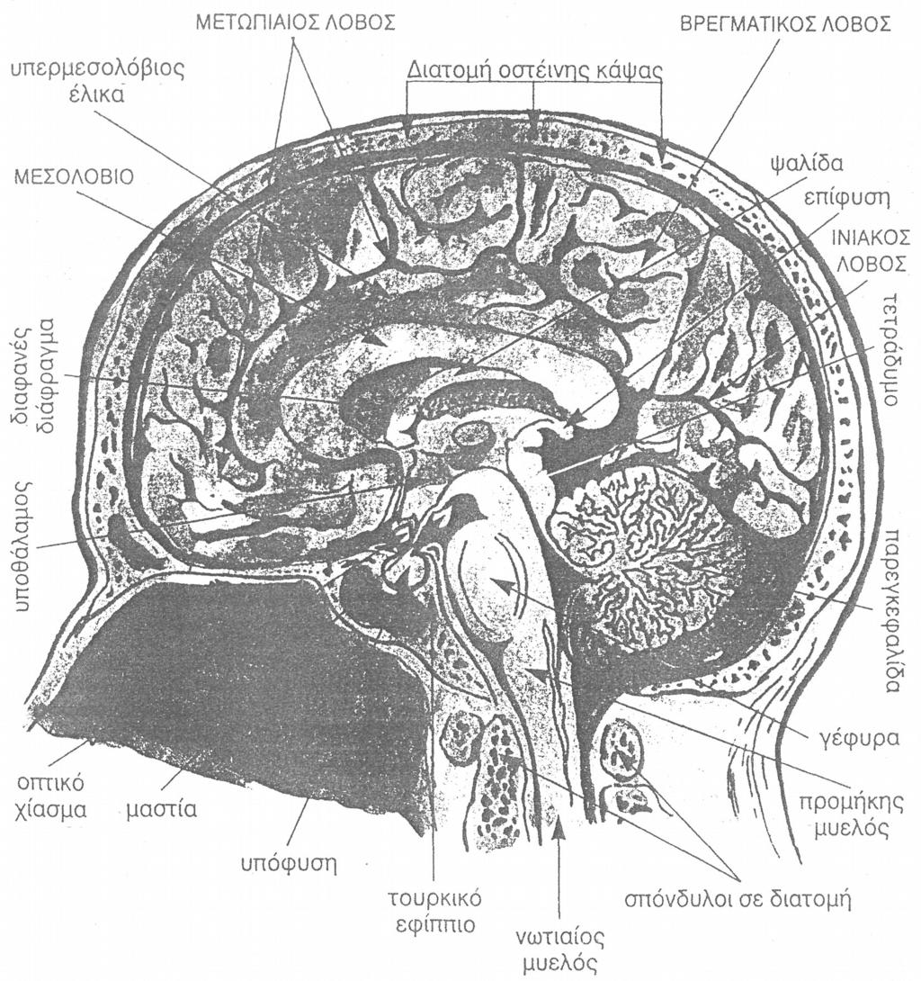 «οβελιαία» διατομή (medial view) του εγκεφάλου.