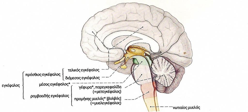 Εικόνα 2.7: Διαίρεση του εγκεφάλου μέση τομή. Τα τμήματα του εγκεφάλου που σημειώνονται με * σχηματίζουν μαζί το εγκεφαλικό στέλεχος. Στην εικόνα 2.