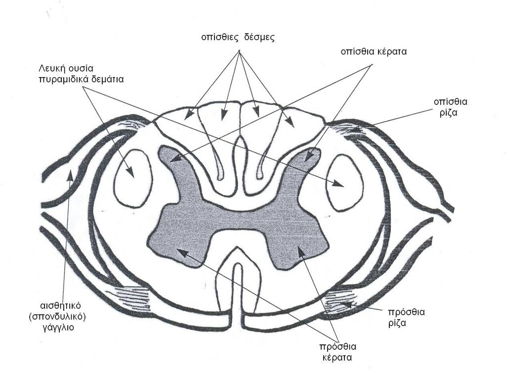 Εικόνα 2.18: Νωτιαίος μυελός. Η κίνηση χρησιμοποιεί τη νευρική οδό και καταλήγει στους μυς. Στη νευρική οδό υπάρχουν δύο μόνο νευρώνες, με μία σύναψη, που βρίσκονται σε αλληλουχία.