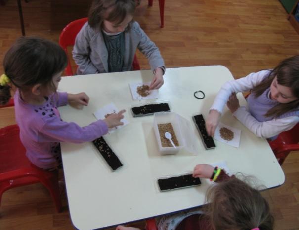 Στάδιο 1 (συνέχεια): Σπορά των κόκκων σιταριού. Δραστηριότητα: Τα παιδιά συζητούν και παίρνουν αποφάσεις σχετικά με τον τρόπο με τον οποίο θα φυτέψουν τους σπόρους τους.