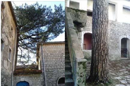 oblikovana, dok je pored lokalne saobraćajnice sađena kao drvoredna sadnica. Jedina vrsta palmi na ovoj lokaciji je Phoenix canariensis, takođe sađena kao pojedinačna stabla.