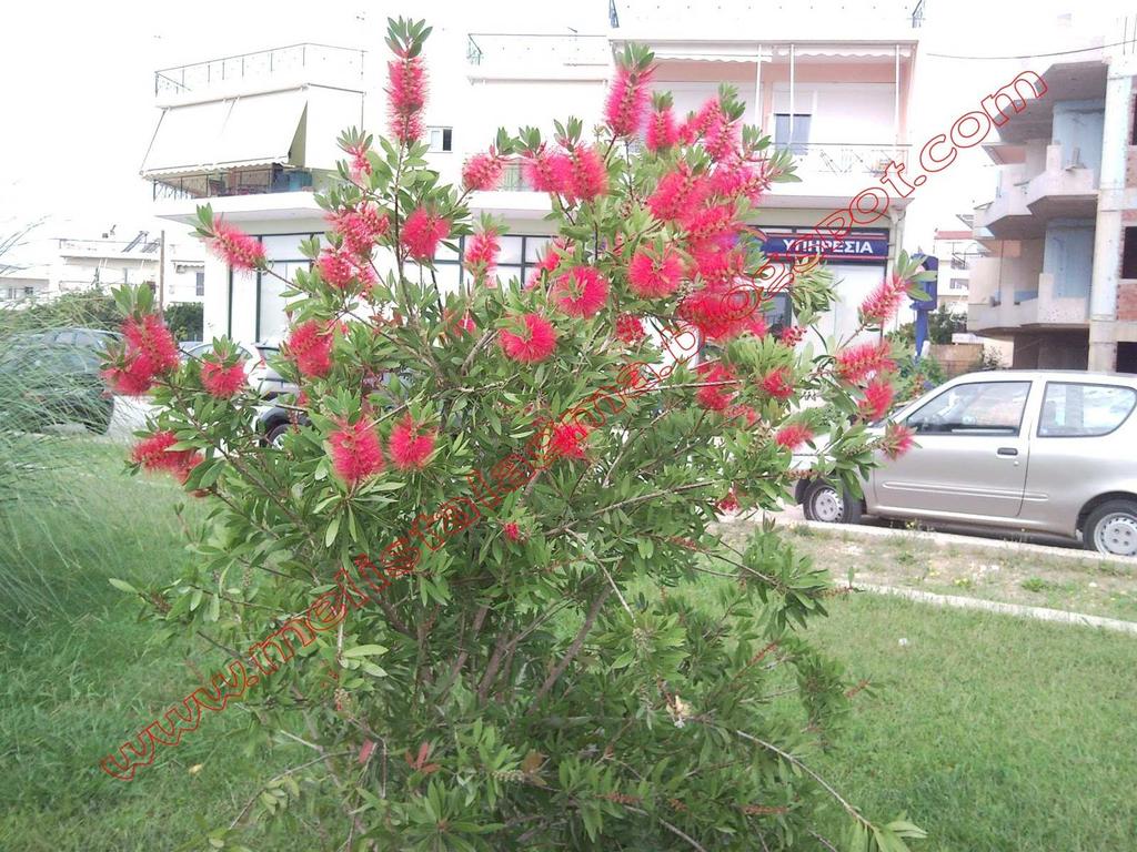 Lagestroemia indica.