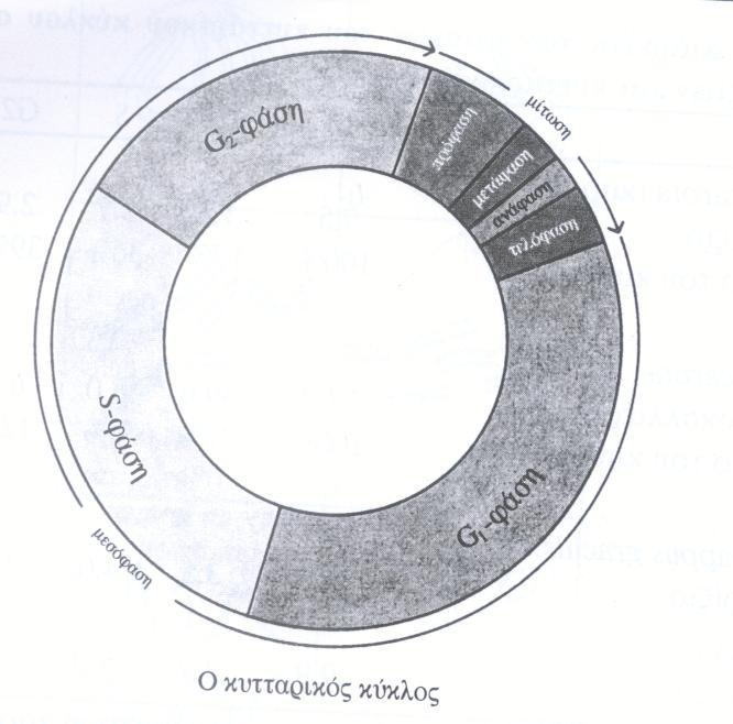 Κυτταρικός κύκλος, κυτταρική διαφοροποίηση και φυτικοί ιστοί Ο κυτταρικός κύκλος περιλαμβάνει 5 φάσεις: Τη Μεσόφαση και τις 4 Φάσεις της Μιτωτικής διαίρεσης (Πρόφαση, μετάφαση, ανάφαση,