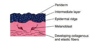 Μια επίσης σηµαντική διεργασία (3ος µήνας): σχηµατισµός τριχοθυλάκων από πολλαπλασιασµο και προβολή των κυττάρων της