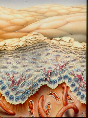 Άµορφη κερατίνη Κύταρρα Langerhans ενδριτικά κύτταρα της επιδερµίδας (στην ακανθωτή στιβάδα), τα οποία περιέχουν τα κοκκία του Birbeck.