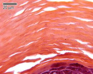 Κύτταρα Langerhans Συνοπτικά και ανά τύπο επιµέρους στοιχείων του δέρµατος µπορούµε να πούµε ότι οι βασικές του λειτουργίες είναι: Προστασία από: