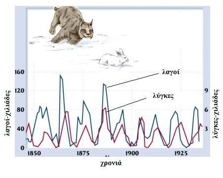 β. Στο πιο κάτω σχήμα φαίνονται οι πληθυσμοί των λύγκων (είδος πάνθηρα) και του χιονόποδου λαγού που ζουν μόνο στη Β. Αμερική σε περιοχές της τάιγκας. ι.