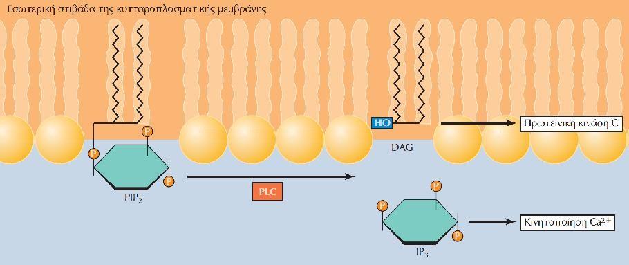 Σηματοδοτικό μονοπάτι φωσφολιπάσης και φωσφολιπιδίων ινοσιτόλης Υδρόλυση της PIP2 Η φωσφο-ινοσιτοειδική φωσφολιπάση C (PLC) καταλύει την υδρόλυση της 4,5-διφωσφορικής φωσφατιδυλοϊνοσιτόλης (PIP2).