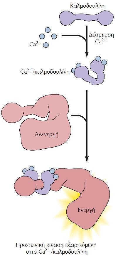 Ο μηχανισμός δράσης της καλμοδουλίνης. Η καλμοδουλίνη είναι μια πρωτεΐνη με σχήμα αλτήρα που διαθέτει τέσσερις θέσεις δέσμευσης ιόντων Ca2+.