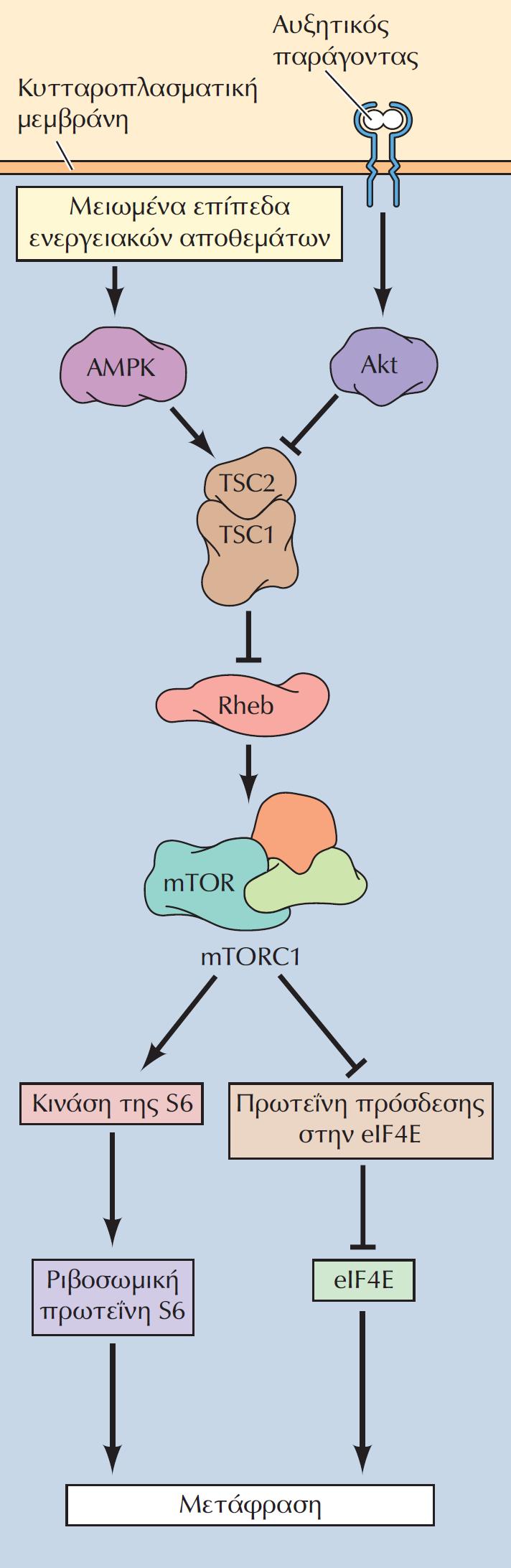 Το μονοπάτι mtor Η πρωτεϊνική κινάση mtorc1 ενεργοποιείται από τη Rheb, η οποία αναστέλλεται από το σύμπλοκο TSC1/2.