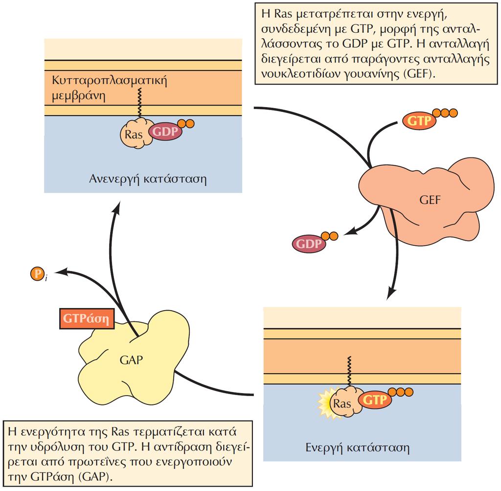 Ρύθμιση των πρωτεϊνών Ras Οι πρωτεΐνες Ras μετατρέπονται από την ανενεργή μορφή τους, που