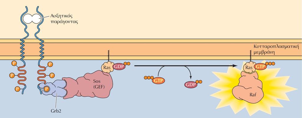 Ο μηχανισμός ενεργοποίησης της κινάσης Ras Το σύμπλοκο της Grb2 με τον παράγοντα ανταλλαγής νουκλεοτιδίων γουανίνης Sos προσδένεται, μέσω της επικράτειας SH2 της Grb2, στον ενεργοποιημένο υποδοχέα σε