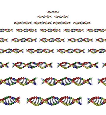 Slika 5. Broj kopija DNA molekule u odnosu na broj ciklusa.