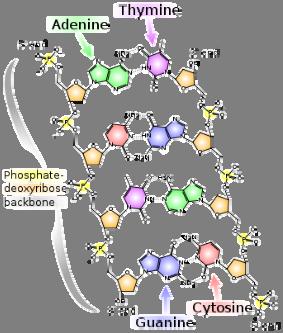 Slika 3. Kemijska struktura molekule DNA Sastav i struktura nukleinskih kiselina Postoje dvije glavne vrste nukleinskih kiselina: DNA ( deoksiribonukleinska kiselina) i RNA (ribonukleinska kiselina).
