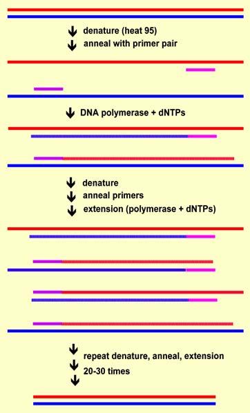 PCR osnovne komponente Termostabilna DNA polimeraza PCR termoblok ciljna DNA primeri Taq Polimeraza Thermus aquaticus DNA polimeraza Enzim otporan na visoku temperaturu 72-74 o optimum Slika 4.