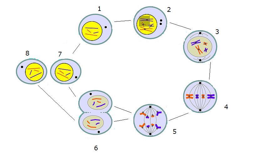 formula cromozomială pentru