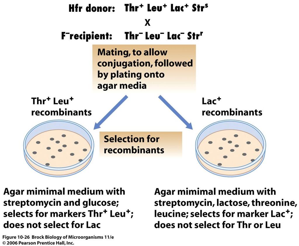 Kako selektovati transkonjugante (rekombinante nastale procesom konjugacije)? Hfr donor: prototrof (thr +, leu + ), koristi laktozu (lac + ), osetljiv na antibiotik (npr.