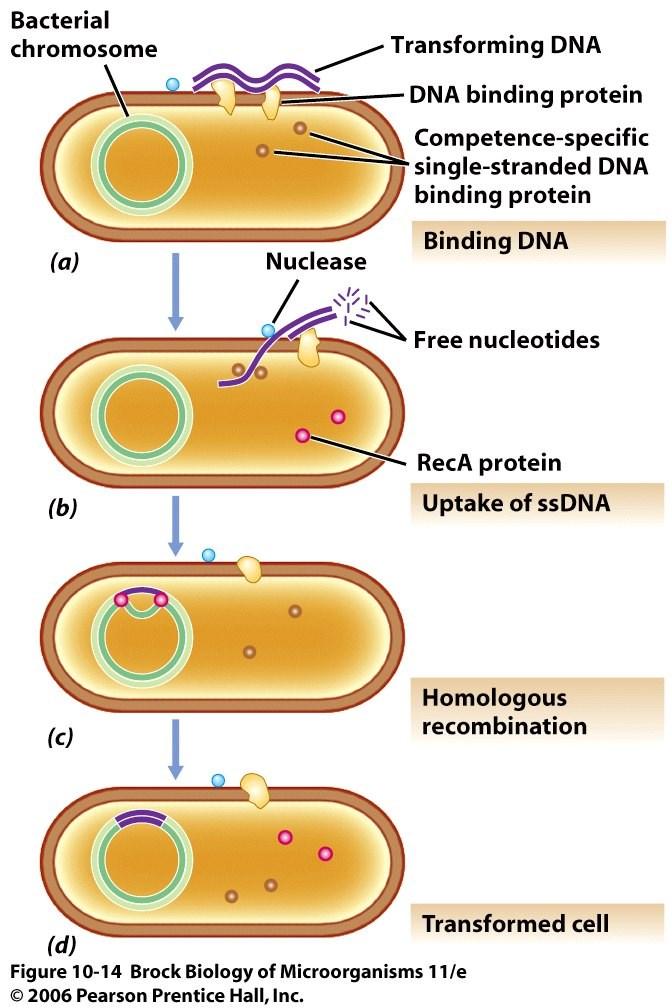 Transformacija Indukcija kompetencije (prirodna - quorum sensing fenomen kod B.