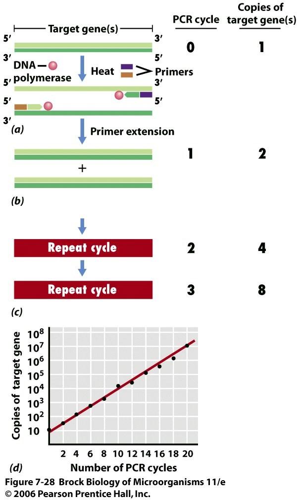 Umnožavanje DNK (PCR reakcija) Lančana reakcija polimeraze (polymerase chain reaction) Mulis, 1993, Nobelova nagrada dsdnk templet, 2 in vitro sintetisana prajmera, Taq