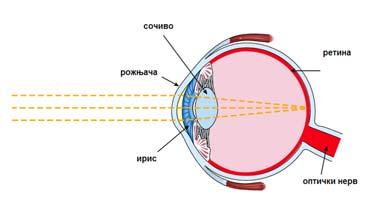 34 1/16/2011 35 Регистровање боја: Постоје две врсте рецептора виђења: штапићи и чепићи.
