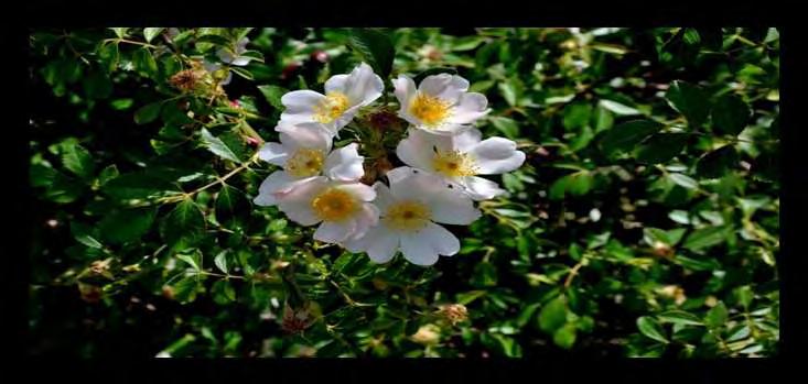 Το Rosa sempervirens, το αειθαλές τριαντάφυλλο, είναι ένα φυτό της οικογένειας Rosaceae. Είναι ένα ακανθώδες, αναρριχητικό φυτό το οποίο ζει πολλά χρόνια.