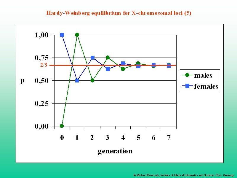 Ισορροπία Hardy-Weinberg σε φυλοσύνδετους γενετικούς τόπους Αν ξεκινήσουµε από πληθυσµό µε διαφορετικές αλληλικές συχνότητες µεταξύ θηλυκών και αρσενικών