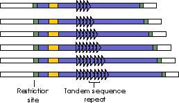 Variable number of tandem