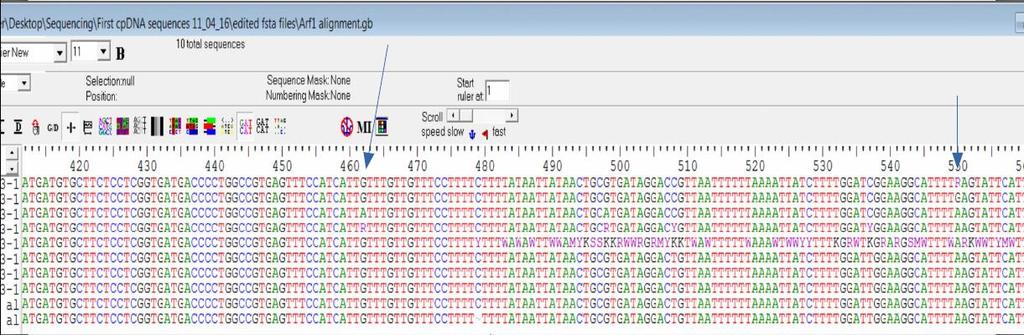 Πολυμορφισμός SNPs Γονίδιο Arf στο