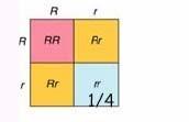 ύο άτοµα είναι ετερόζυγα για το αλληλόµορφο R (Rr). To αλληλόµορφο R είναι φυσιολογικό. Το r µπορεί να προκαλέσει αναιµία.