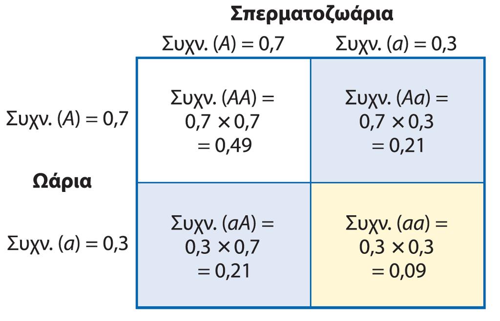 Περιγραφή των συχνοτήτων αλληλομόρφων και γονοτύπων σε έναν πληθυσμό, εφόσον πληρούνται οι παραδοχές των Hardy-Weinberg Η συχνότητα του αλληλομόρφου