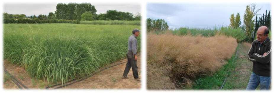 Switchgrass και αγριαγκινάρα: εγκατάσταση με σπόρο Το Switchgrass μπορεί να καλλιεργηθεί σε όλη την Ευρώπη επειδή υπάρχουν κατάλληλες ποικιλίες με αντοχή στο κρύο, την ζέστη, την ξηρασία (lowland and