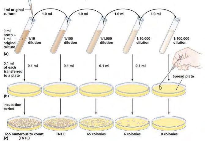 όλων των μικροοργανισμών απαριθμήθηκαν μετά από διαδοχικές αραιώσεις και επίστρωση (0.