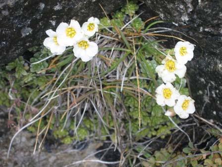 subsp. caucasica, Ceterah officinarum, Sedum acre, S. album. Στην Π3 (Εικόνα 31δ), αυτός ο τύπος οικοτόπου συνυπάρχει με τα ψευδομακκί, σε υψόμετρο 1199-1130 m.