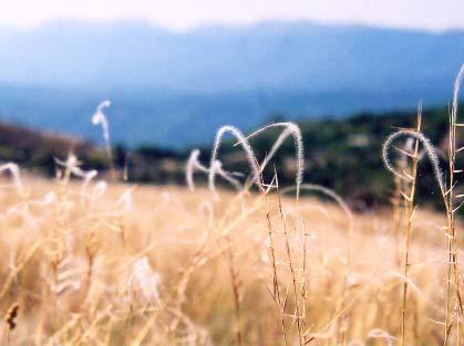 serpentinicola, δ) Stipa pennata