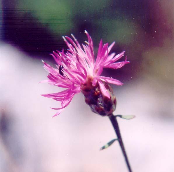 α β γ Εικόνα 36: Ελληνικά ενδημικά είδη που αποτελούν νέες αναφορές για την περιοχή μελέτης: α) Centaurea alba subsp. brunnea, β) Ophrys helenae, γ) Trigonella graeca.