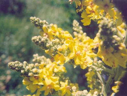 macrophylla, η οποία βρίσκεται στην Πίνδο και τη Στερεά Ελλάδα και, επίσης, τα Βαλκανικά Nepeta spruneri (Εικόνα 38γ), Verbascum speciosum subsp.