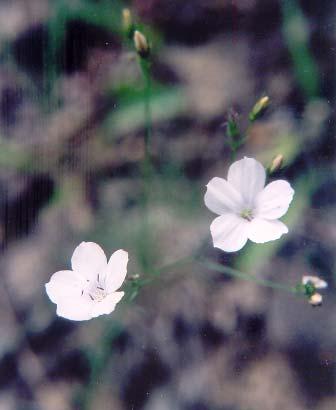 γ) Iris germanica,