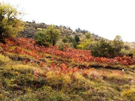 ΣΚΑΛΑ ΒΡΑΔΕΤΟΥ Περιοχή 6 (Π6) Υψόμετρο: 1093-1150 Συντεταγμένες: 39 o 53.37 /20 o 47.19 έως 39 o 53.23 /20 o 47.