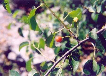 α β Εικόνα 26: Αντιπροσωπευτικά είδη του οικοτόπου «Νοτιο-ανατολικές υπό-μεσογειακές λόχμες φυλλοβόλων»: α) Prunus mahaleb, β)