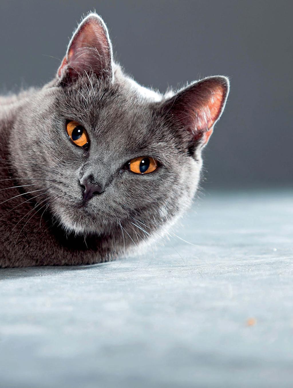 Γάτα Chartreux, εξαδέλφη της γάτας που