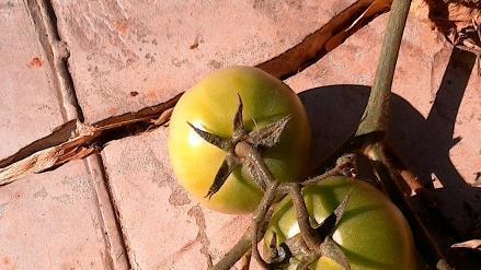 ΝΤΟΜΑΤΙΑ Η ντοματιά είναι φυτό της οικογένειας των Σολανιδών ή