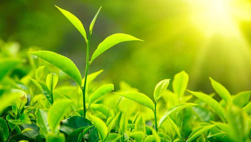 Αρωματισμένο Πράσινο Τσάι / Flavoured Green Tea ΘΕΡΜΟΚΡΑΣΙΑ: 65-80 C ΠΟΣΟΤΗΤΑ: 1 ΚΟΥΤ.
