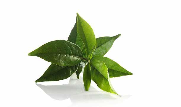 Πράσινο Τσάι / Green Tea ΘΕΡΜΟΚΡΑΣΙΑ: 65-80 C ΠΟΣΟΤΗΤΑ: 1 ΚΟΥΤ.