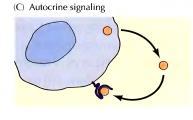 struktura i funkcija signalnih molekula Direktno signaliziranje između dve ćelije Signalizacija izlučenim molekulima faktori rasta hormoni neurotransmiteri