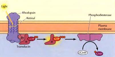 Značaj cgmp u vidu rodopsin (fotoreceptor) povezan je s G-proteinom konformacijska promena rodopsina posle apsorpcije svetla i izomerizacije 11-cis-retinala u trans-retinal podstiče aktivaciju G-