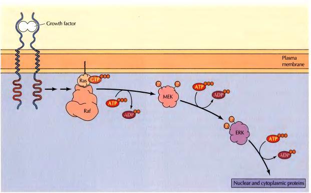 porast intracelularne koncentracije Ca 2+ Ras, Raf i signalni put MAP-kinaze signalni put MAP-kinaze je kaskada evoluciono očuvanih proteinkinaza ključnih u prenosu signala u eukariotskim ćelijama