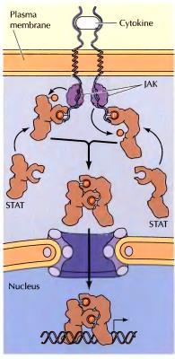nadražaje faktorima rasta podsticajem abnormalnog rasta tumorskih stanica vežu gvanil-nukleotide grupa srodinih malih proteina koji vežu GTP Ras kontrola ćelijskog rasta Rab kontrola prometa vezikula