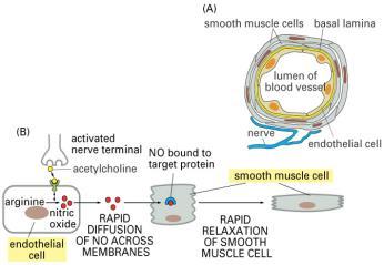 Azot monoksid i ugljen monoksid NO glavni parakrini signalni molekul u nervnom, imunološkom i cirkulacijskom sistemu Kroz ĆM prolazi difuzijom Menja aktivnost intracelularnih ciljnih enzima