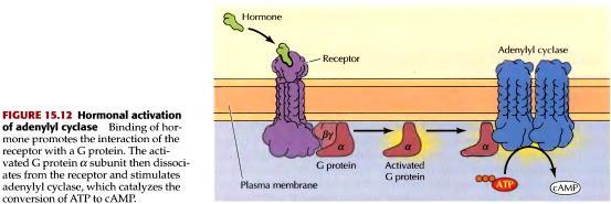 G-proteini G-protein je otkriven 1970.